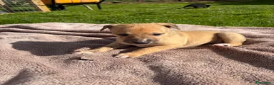 Whippet Puppy 6