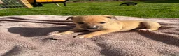 Whippet dogs for sale: Beautiful KC Whippet Puppies - Advert 40