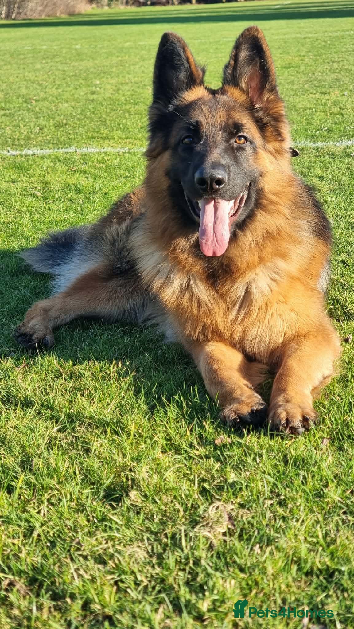 German Shepherd dogs     Exceptional Long Coat German Shepherd Stud 🐾 - Advert 1