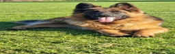 German Shepherd dogs for stud:     Exceptional Long Coat German Shepherd Stud 🐾 - Advert 1