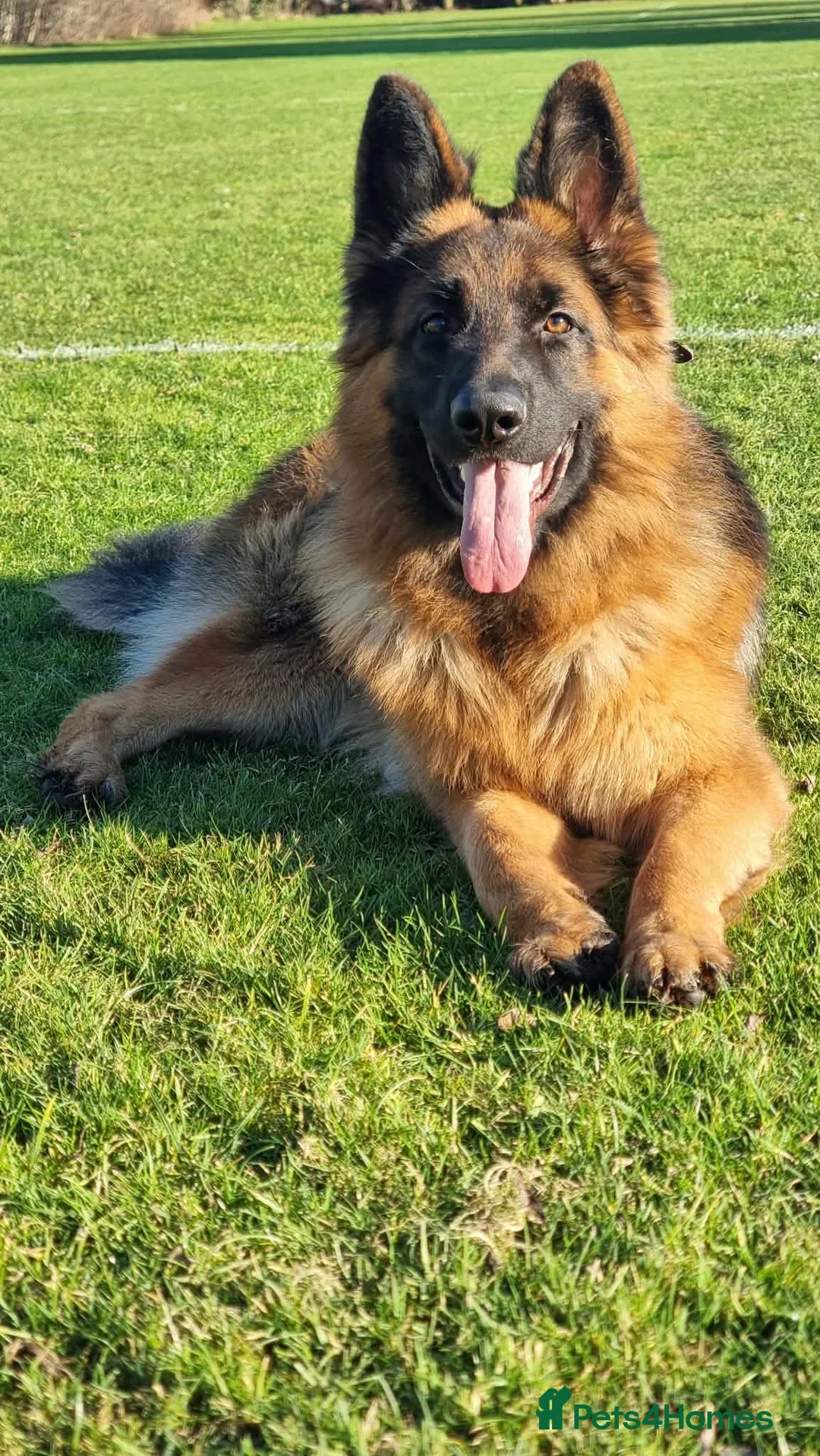German Shepherd dogs for stud:     Exceptional Long Coat German Shepherd Stud 🐾 - Advert 1