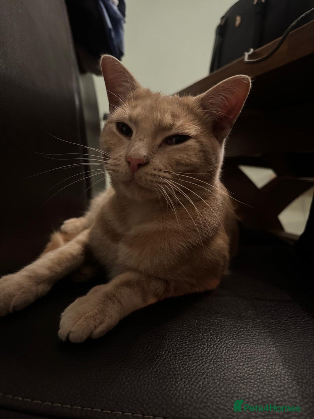 Mixed Breed cats for sale: Orange cat  for adoption and forever home - Image 5