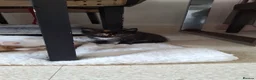 Bengal cats for sale: Beautiful kittens for sale  in Nottingham - Advert 5