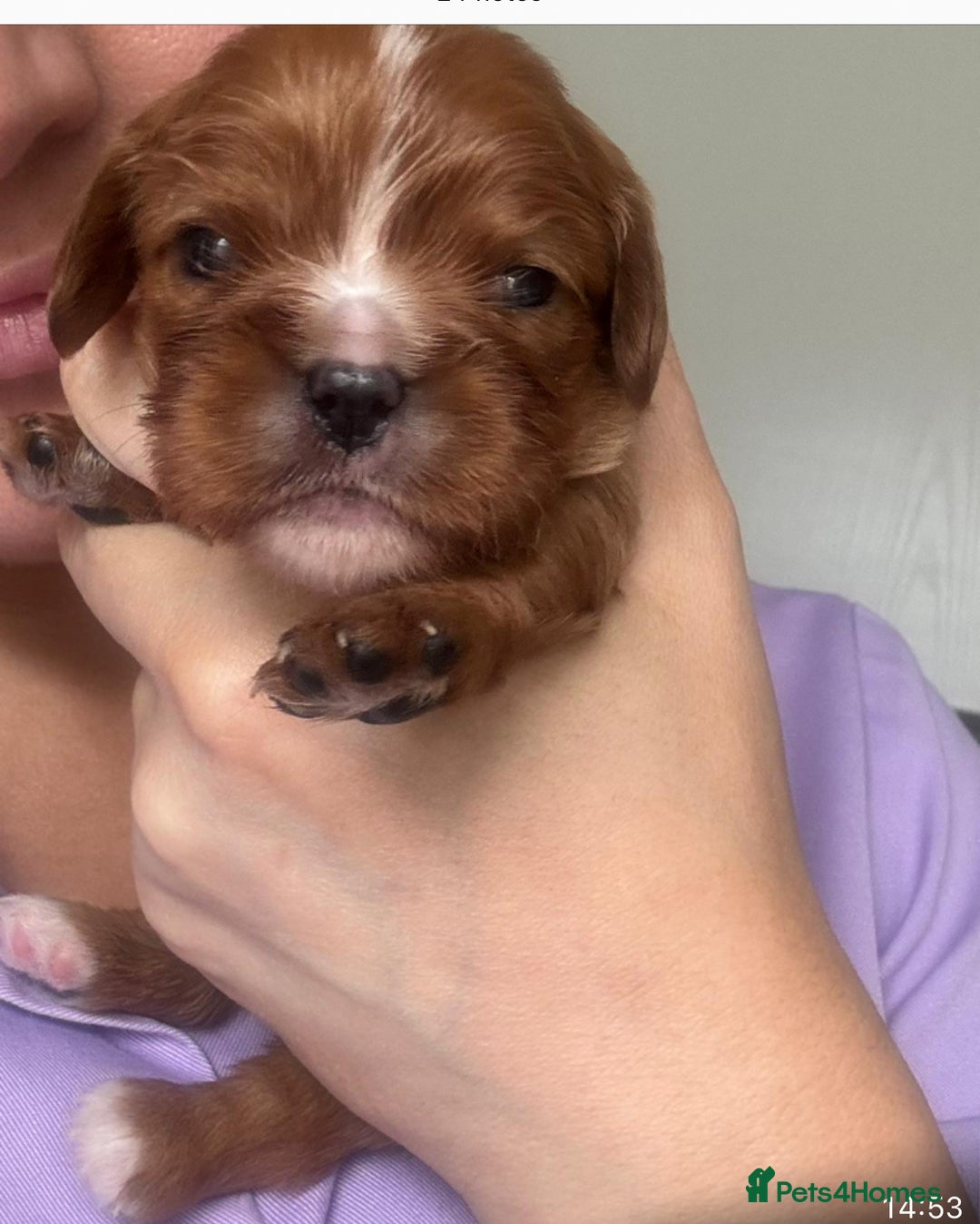 Cavalier King Charles Spaniel dogs for sale:  Outstanding Health-Tested Cavalier Puppies  - Advert 8