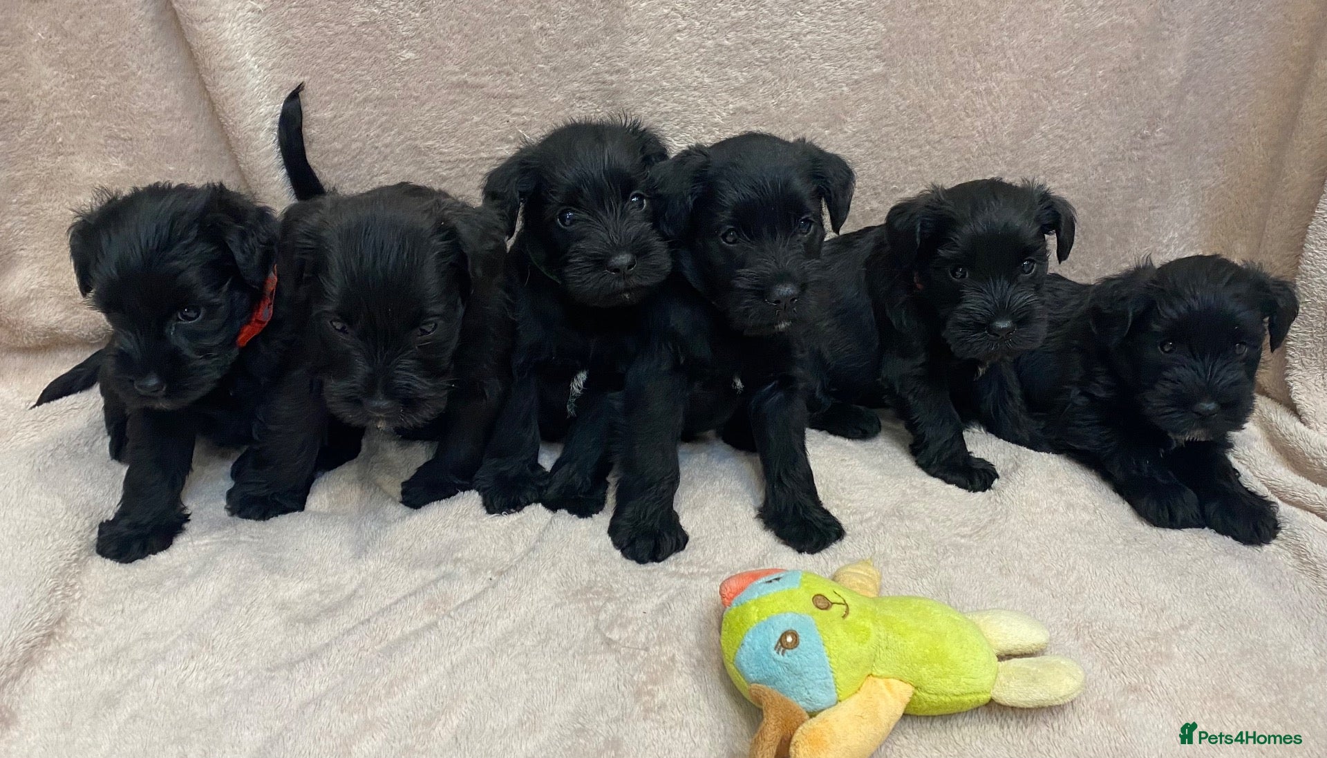 Miniature Schnauzer dogs Beautiful KC Reg Miniature Schnauzers - Advert 1