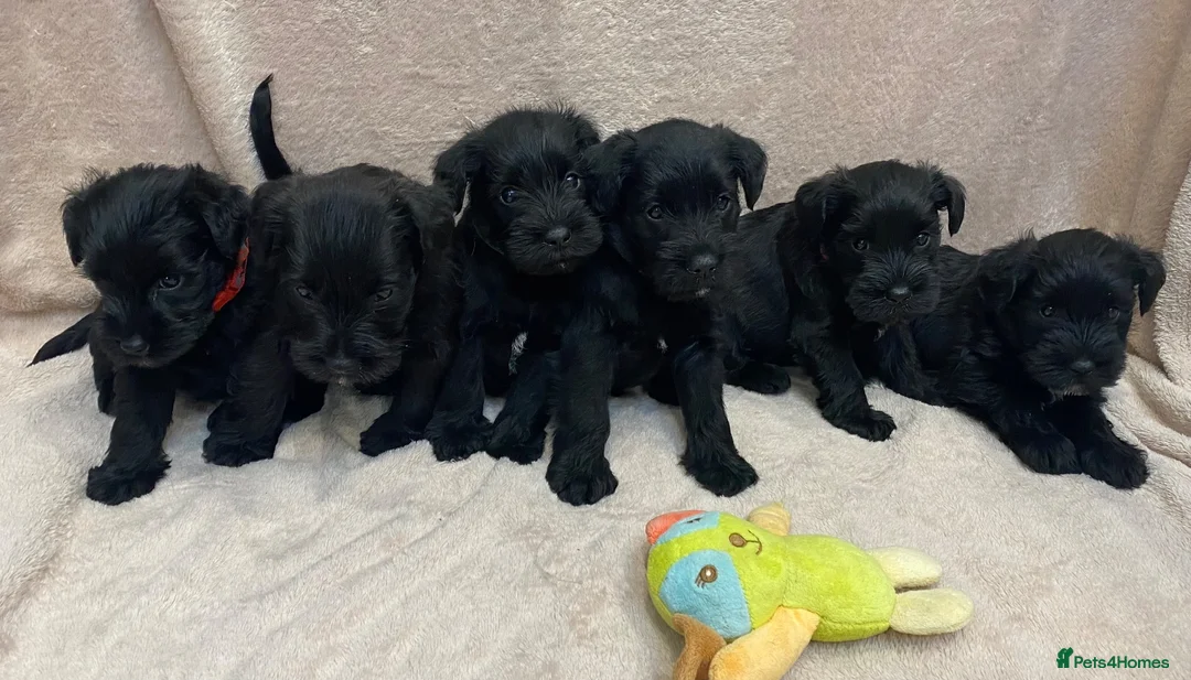 Miniature Schnauzer dogs for sale: Beautiful KC Reg Miniature Schnauzers - Advert 1