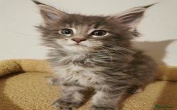 Maine Coon cats for sale: Full pedigree Maine Coon kittens for sale  - Advert 18