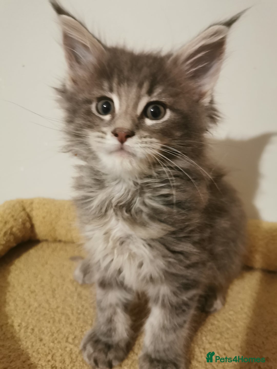 Maine Coon cats for sale: Full pedigree Maine Coon kittens for sale  - Advert 18