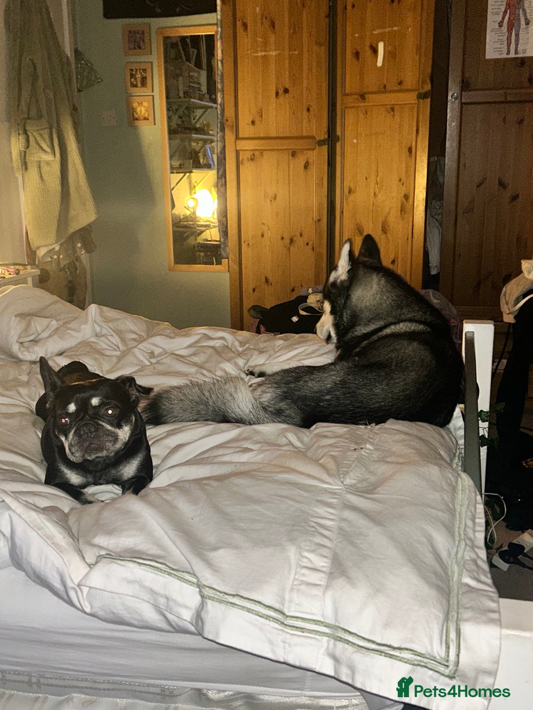 Mixed Breed dogs for sale: Gorgeous Alpha female pup  - Advert 9