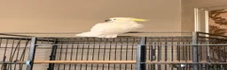 Cockatoo birds for sale: Cockatoo Sulphur-Crested **SILLY TAME** in Bradford - Advert 6
