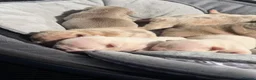 French Bulldog dogs for sale: New Shades Puppies/ DNA 🧬 Tested Parents  - Advert 18
