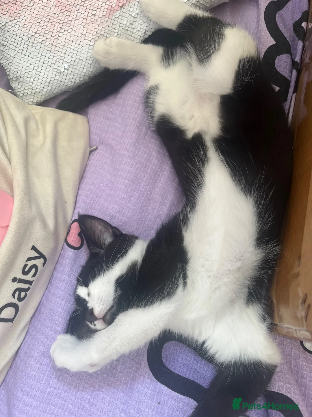 Mixed Breed cats for sale: Two beautiful female kittens in Rickmansworth - Advert 2