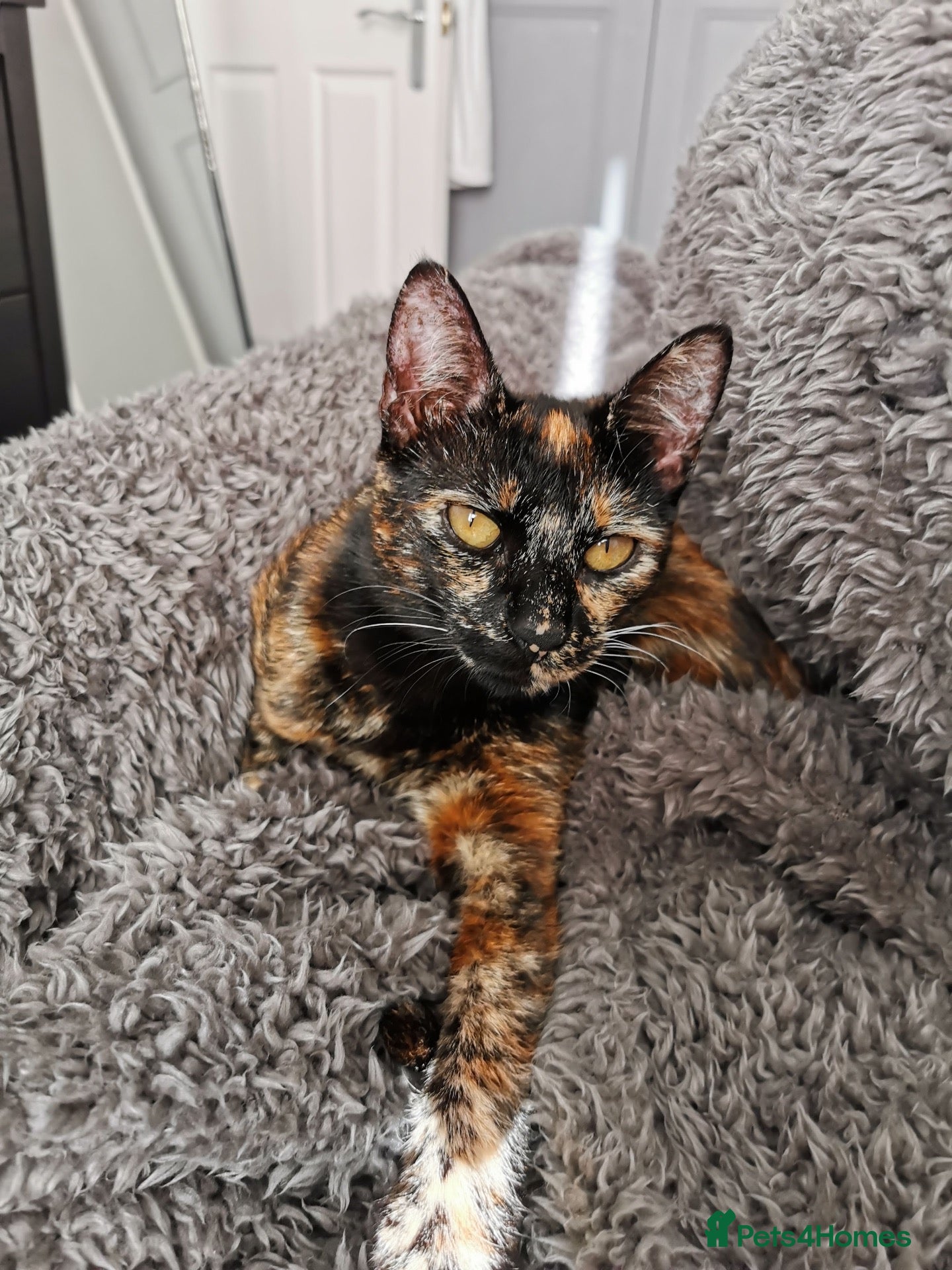 Domestic Shorthair cats Sweet Female Looking for a Quiet, Peaceful Home - Advert 3