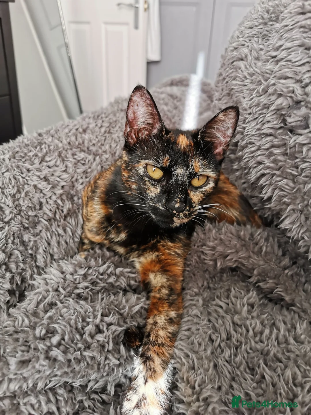 Domestic Shorthair cats for sale: Sweet Female Looking for a Quiet, Peaceful Home - Advert 1