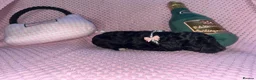Cockapoo dogs for sale: Stunning cockapoo puppys  - Advert 19