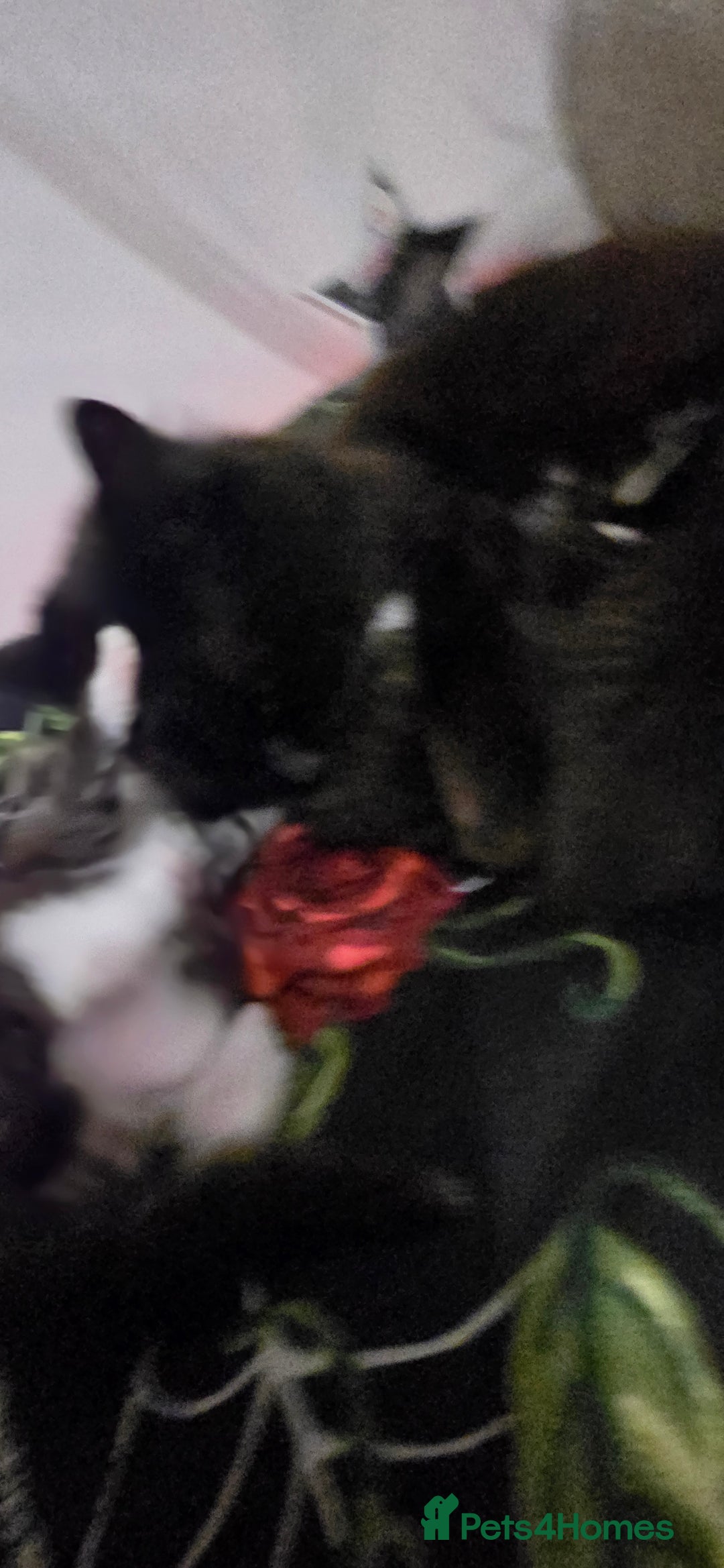 Norwegian Forest Cat cats for sale: Norweigan chubby 3 kittens - Advert 3