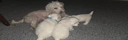 Maltese dogs for sale: Maltese puppies - Advert 20