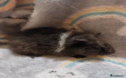 Guinea Pig rodents for sale: Beautiful guinea pigs  - Image 2