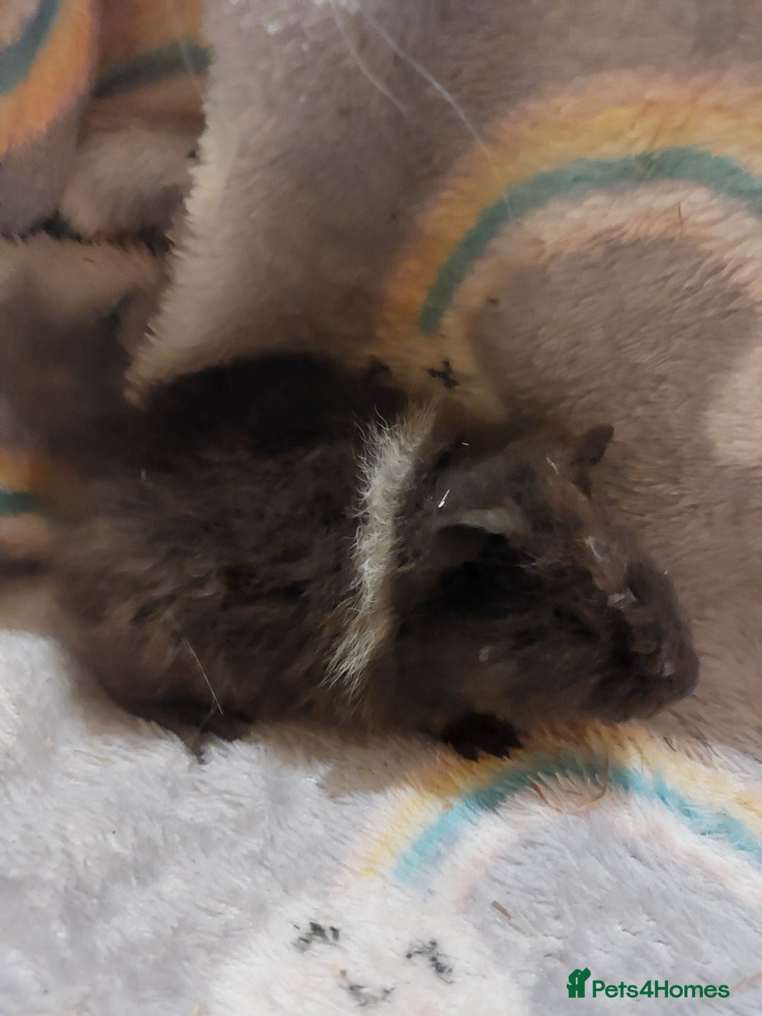 Guinea Pig rodents for sale: Beautiful guinea pigs  - Image 2