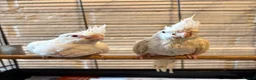 Cockatiels birds for sale: Baby Cockatiels- Albino White - Advert 7