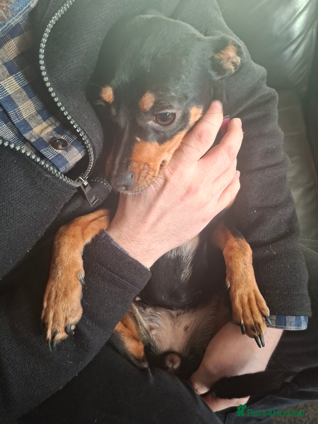 Miniature Pinscher dogs for sale: Lilo, looking for a new home. - Advert 11