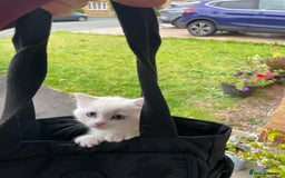 British Shorthair cats for sale: 4 Beautiful British short hair & Ragdoll kittens - Image 11
