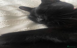 Mixed Breed cats for sale: Beautiful Dixie is looking for a new home  - Image 3