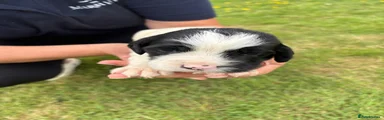 English Springer Spaniel 2