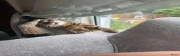 Bengal cats for sale: Sweet Bengal looking for her quiet & loving home - Advert 4