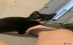 British Shorthair cats for sale: 3 cats for sale  - Advert 3