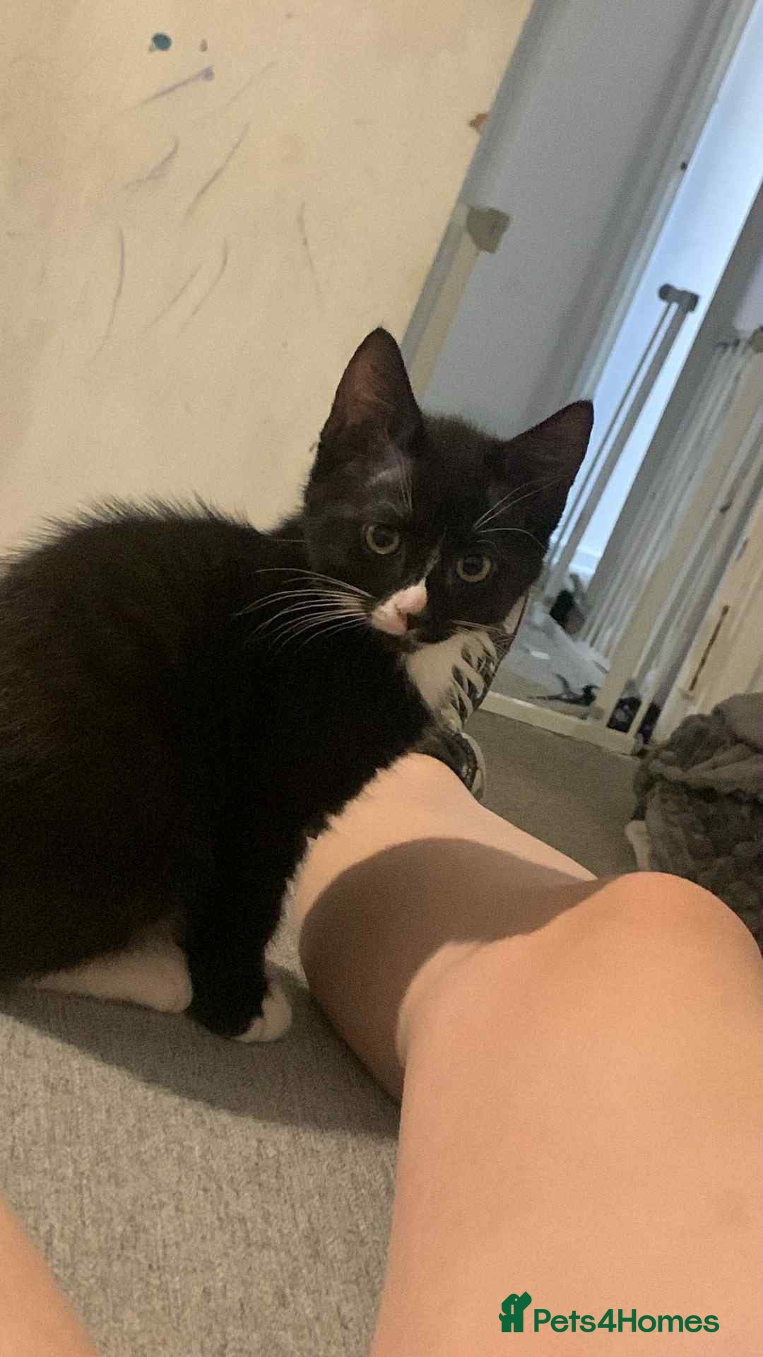 British Shorthair cats for sale: 3 cats for sale  - Advert 3