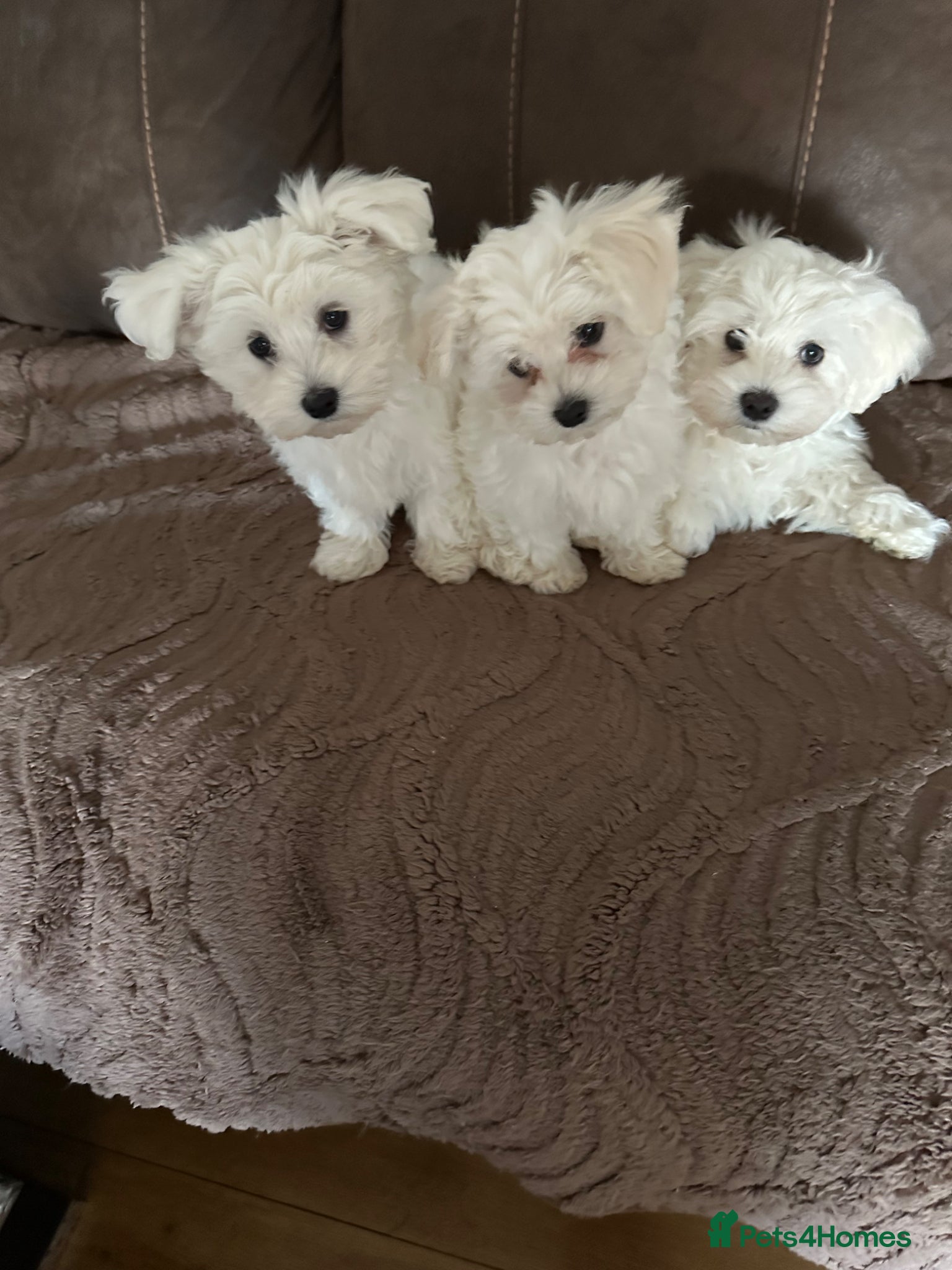 Maltese dogs Bichon Maltese puppies  - Advert 3