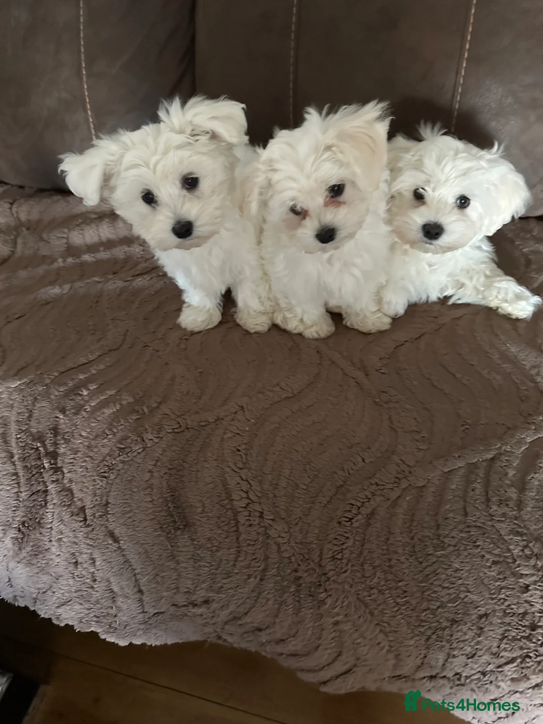 Maltese dogs for sale: Bichon Maltese puppies  in London - Advert 1