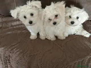 Maltese dogs Bichon Maltese puppies - Advert 3