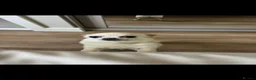 Chihuahua dogs for sale: Roo to rehome in Warrington - Advert 2