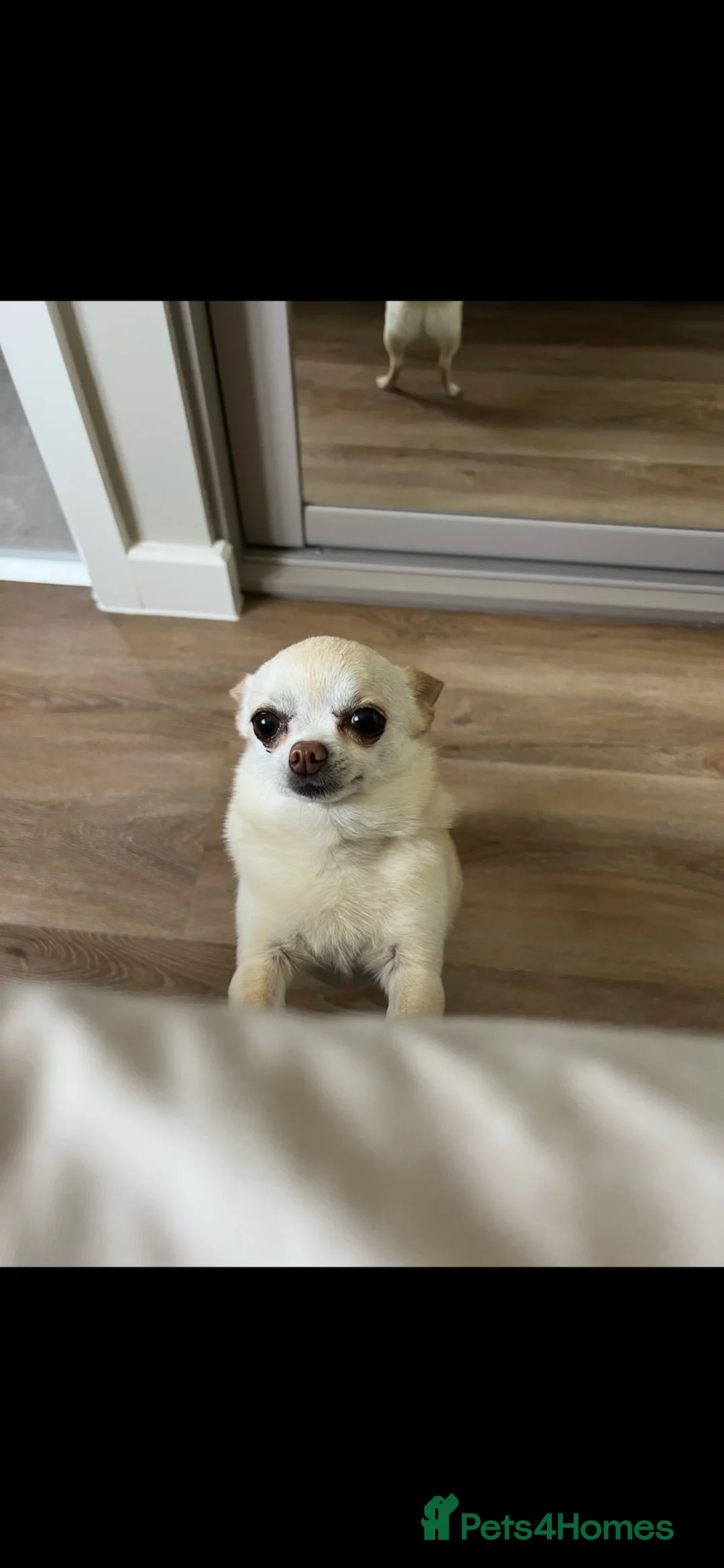 Chihuahua dogs for sale: Roo to rehome in Warrington - Advert 2