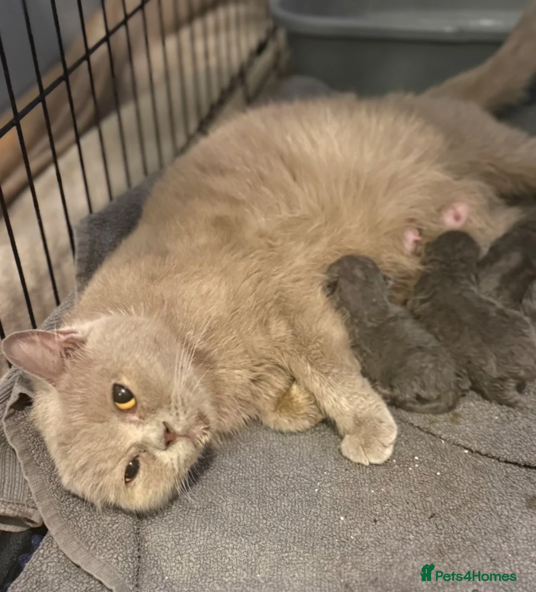 British Shorthair cats for sale: Beautiful British short haired kittens  - Advert 1