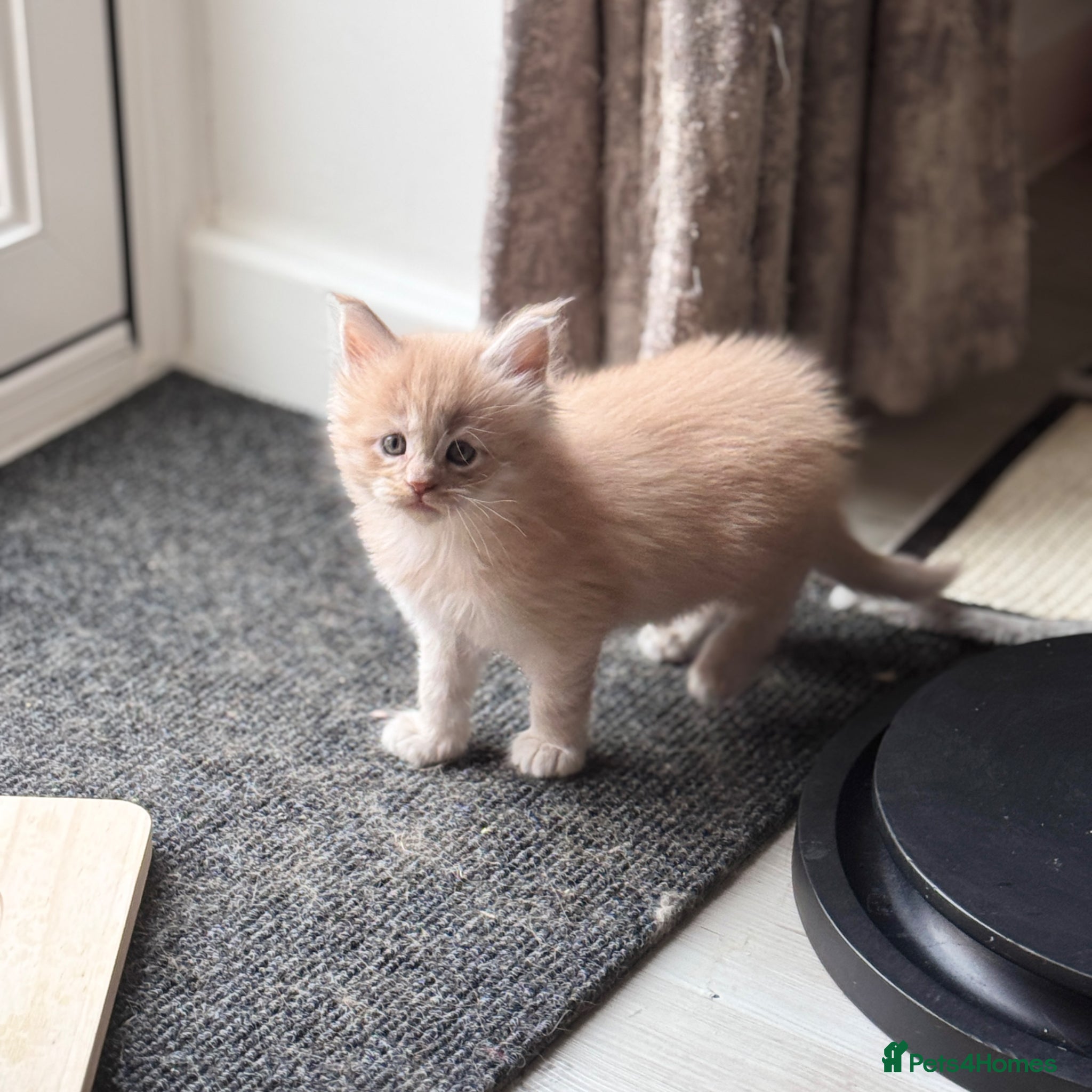 Maine Coon cats Beautiful Maine Coon kittens for sale. Two boys.🦁 - Advert 2