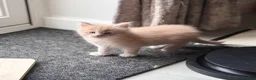 Maine Coon cats for sale: Beautiful Maine Coon kittens for sale. Two boys.🦁 - Advert 9