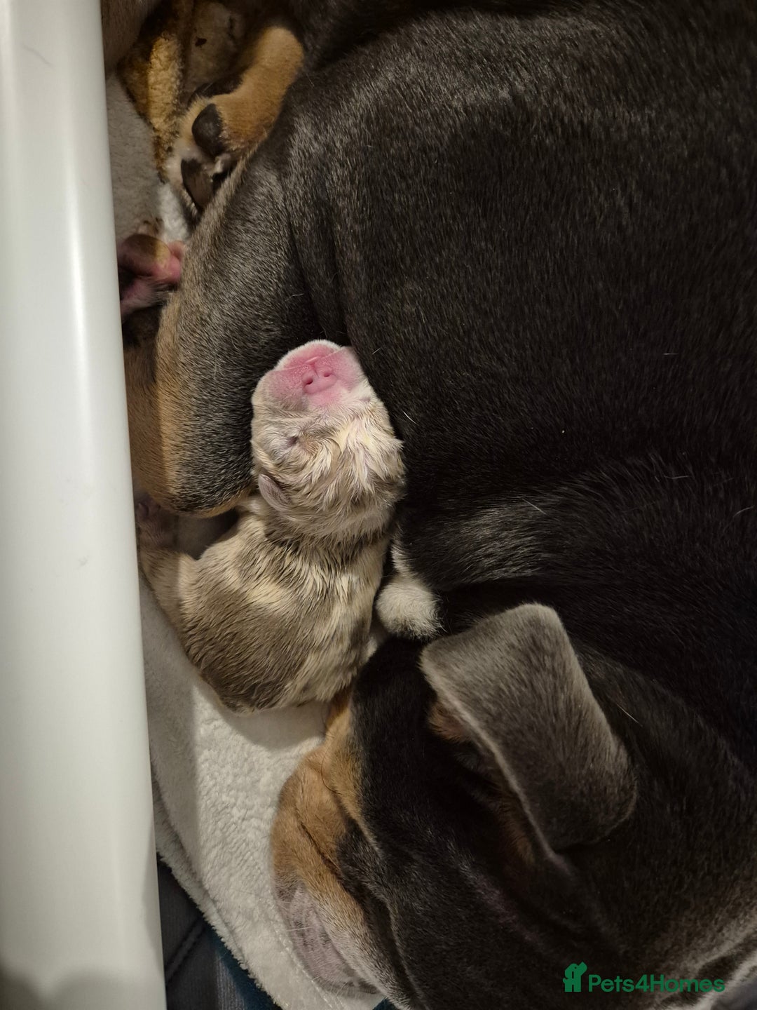 English Bulldog dogs for sale: Beautiful female english bulldog - Advert 6