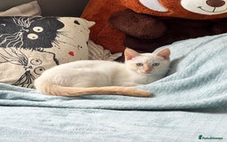 Siamese cats for sale: Everything Included – Just Add Love ❤️” - Image 1