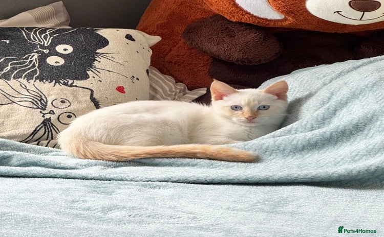 Siamese cats - Advert 1