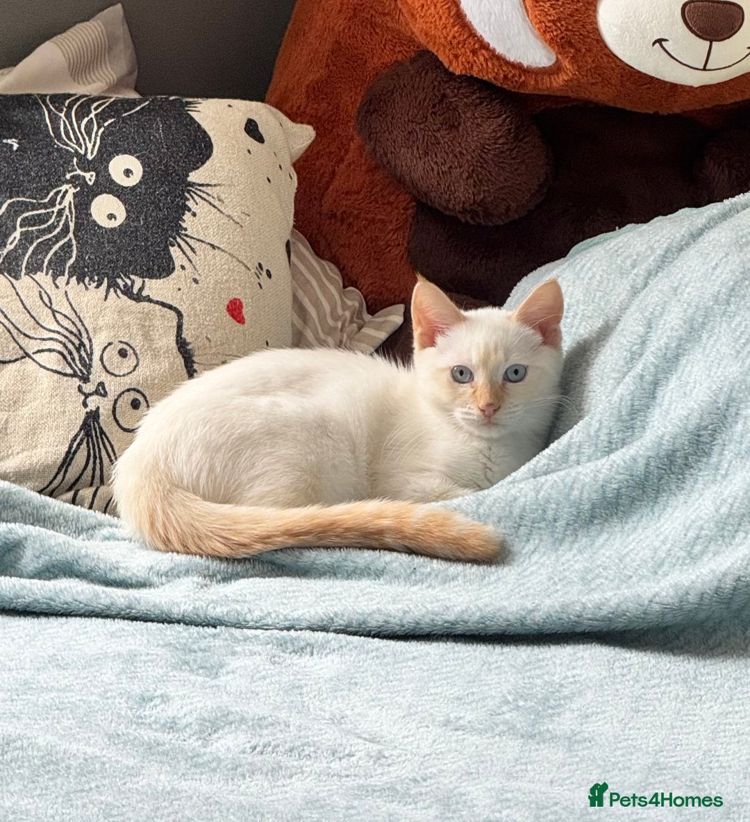 Siamese cats for sale: Everything Included – Just Add Love ❤️” - Image 1