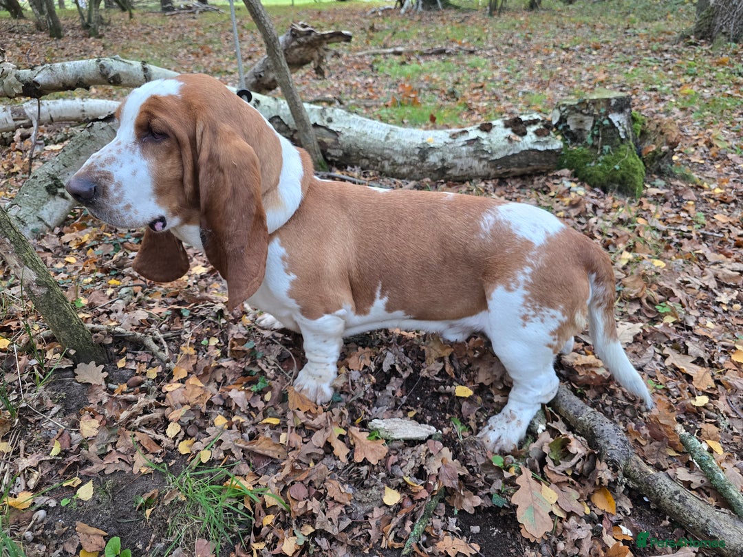 Basset Hound dogs for stud: Handsome Red & White KC Reg Basset Hound For Stud - Advert 11