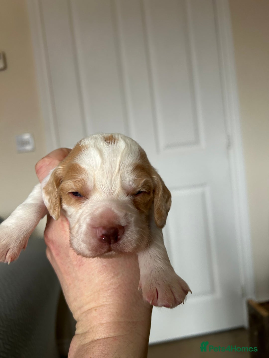 Cocker Spaniel dogs for sale: Working cocker pups - Advert 10