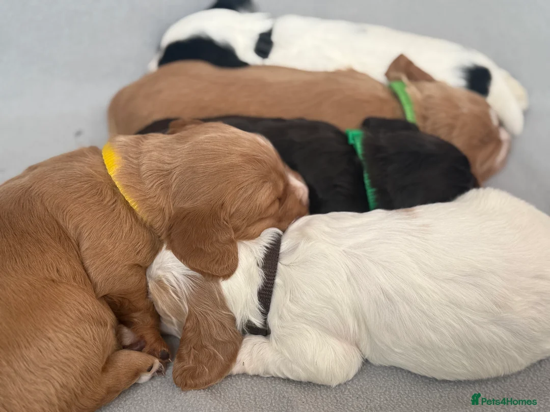 Cocker Spaniel dogs for sale: 🐶🐾 Exceptional Working Cocker Spaniel Puppies 🐾 - Advert 8