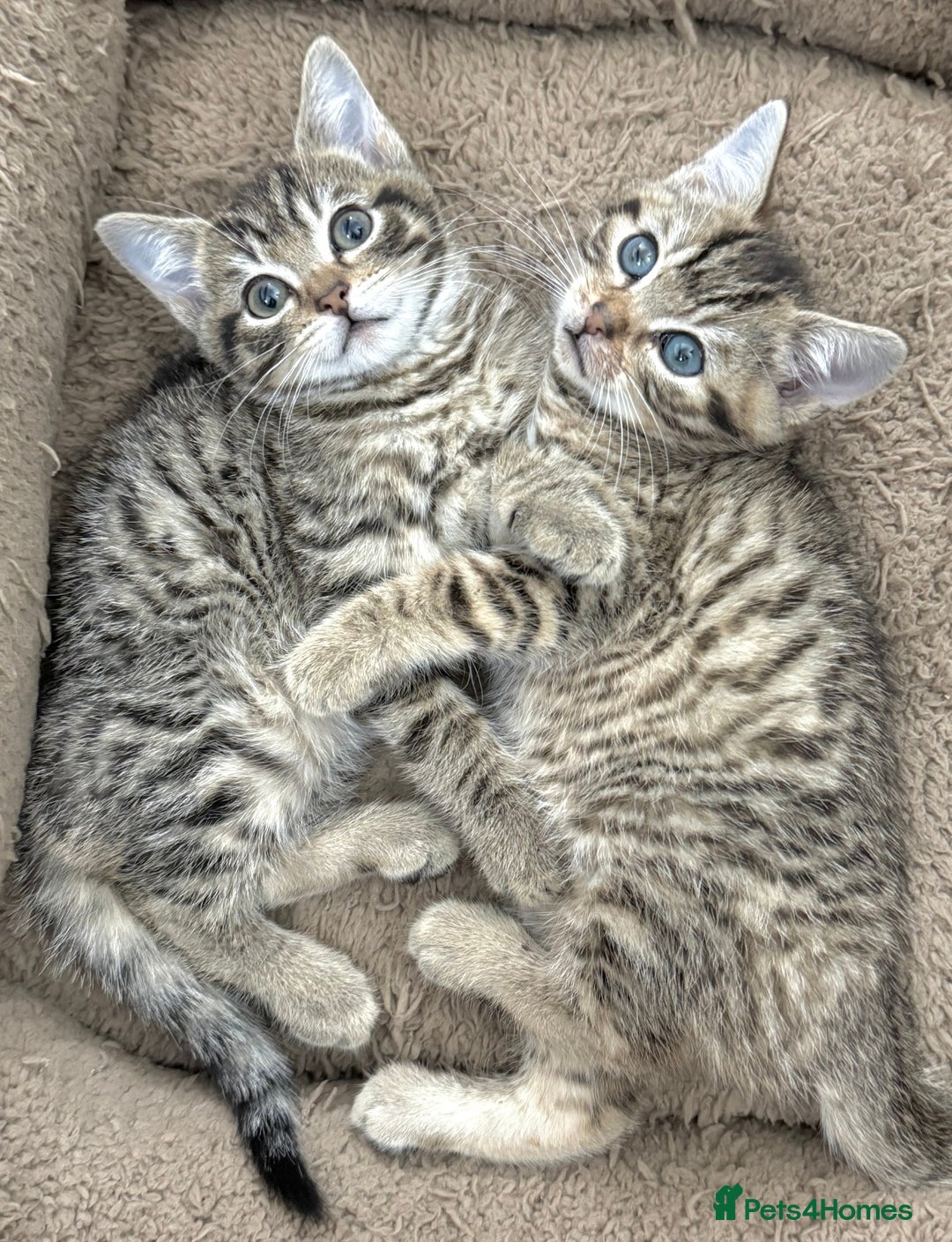 Mixed Breed cats for sale: GORGEOUS KITTENS  - Advert 3