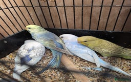 Budgerigars birds for sale: Baby budgies and starter cage  - Image 20