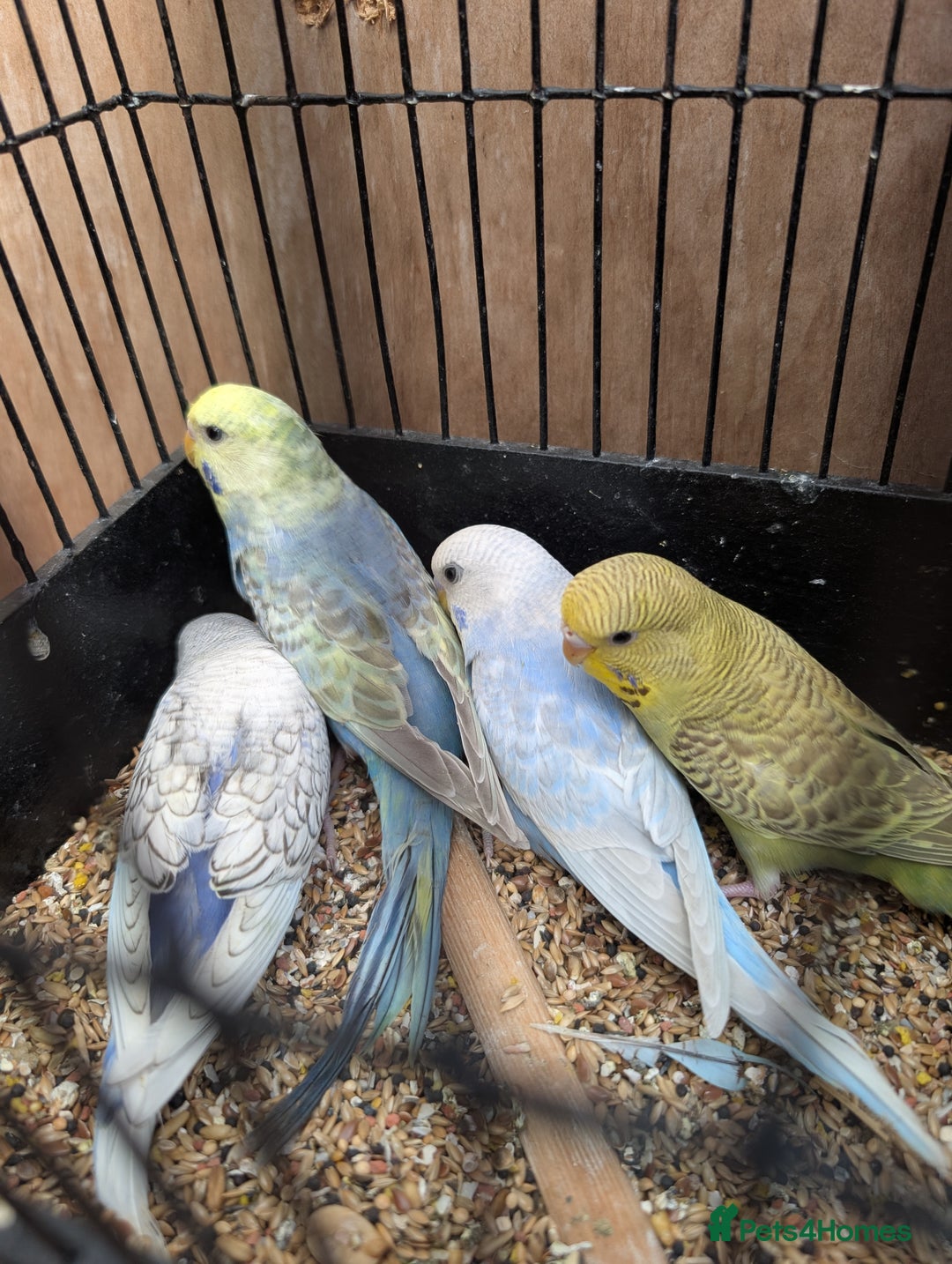 Budgerigars birds for sale: Baby budgies and starter cage  - Image 20