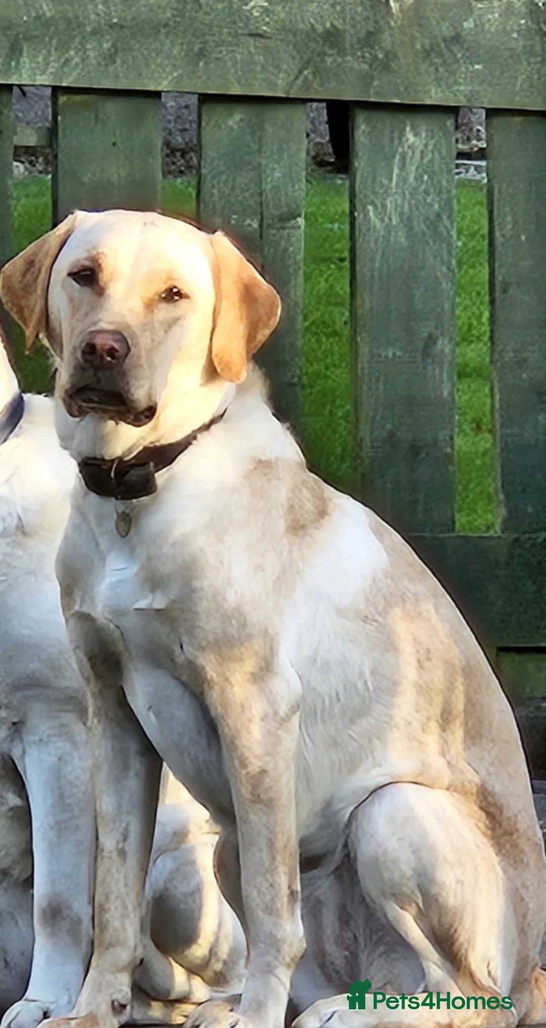 Labrador Retriever dogs for sale: All spoke for just now may have 2 girls coming up  - Advert 11